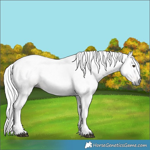 Horse Color:Gray Chestnut Sabino 