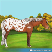 Horse Color:Silver Bay Appaloosa 