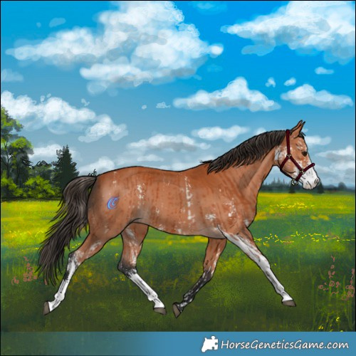 Horse Color:Bay Sabino  and Bay Sabino 