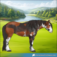 Horse Color:Bay Sabino  and Bay Sabino 