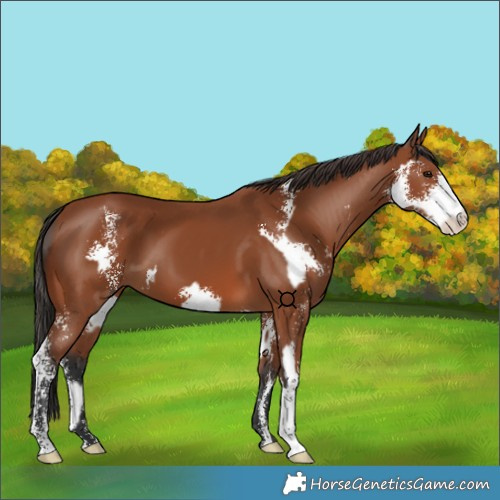 Horse Color:Bay Sabino  and Bay Sabino 