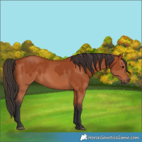 Horse Color:Bay  and Bay 