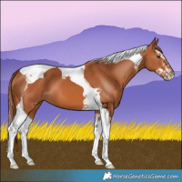 Horse Color:Chestnut Splash Tobiano