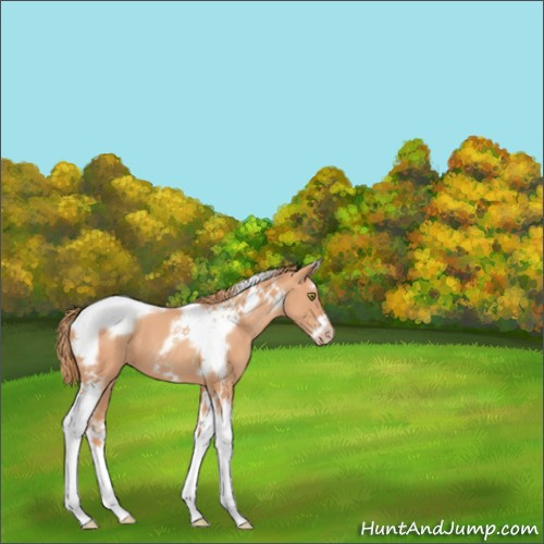 Horse Color:Gold Champagne Splash Tobiano Frame 