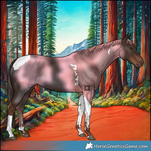 Horse Color:Liver Chestnut Tobiano