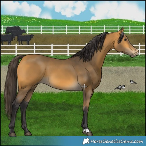 Horse Color:Buckskin 