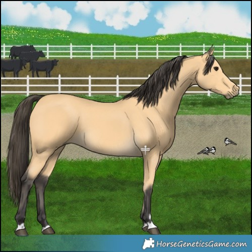 Horse Color:Buckskin 