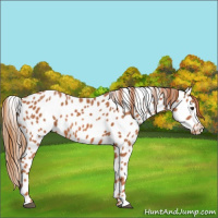 Horse Color:Chestnut Appaloosa 