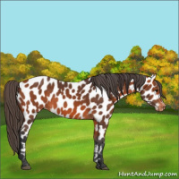 Horse Color:Bay Appaloosa 