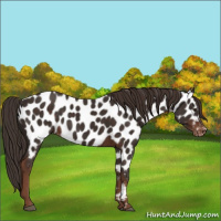 Horse Color:Liver Chestnut Appaloosa 