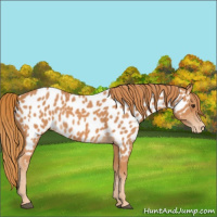 Horse Color:Chestnut Near Leopard 