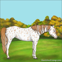 Horse Color:Chestnut Appaloosa