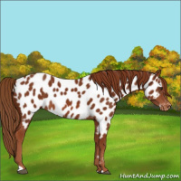 Horse Color:Chestnut Appaloosa 