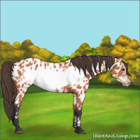 Horse Color:Bay Frame Appaloosa 