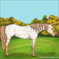 Horse Color:Red Dun Appaloosa 