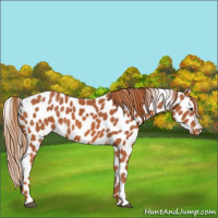 Horse Color:Chestnut Appaloosa 