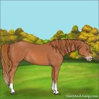 Horse Color:Chestnut Splash Frame 