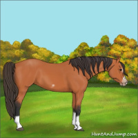 Horse Color:Bay Splash Frame 