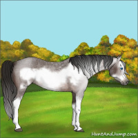 Horse Color:Gray Bay Roan Splash Frame 