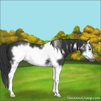 Horse Color:Black Splash Frame 