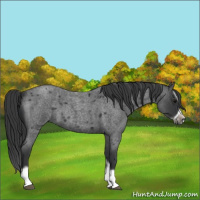 Horse Color:Blue Roan Splash Frame 