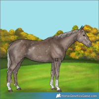 Horse Color:Silver Black Sabino Tobiano