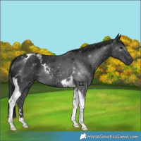 Horse Color:Black Tobiano 