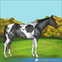 Horse Color:Black Tobiano 
