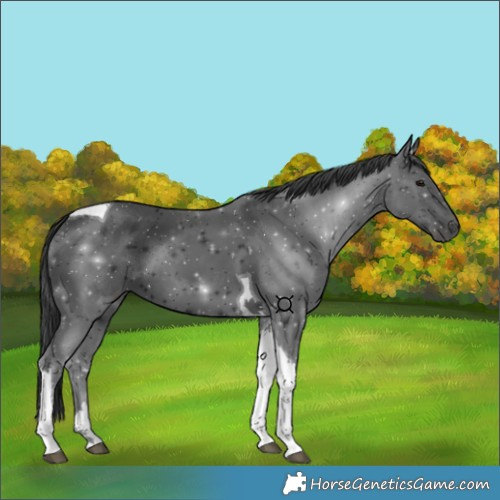 Horse Color:Black Tobiano