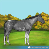 Horse Color:Black Tobiano 