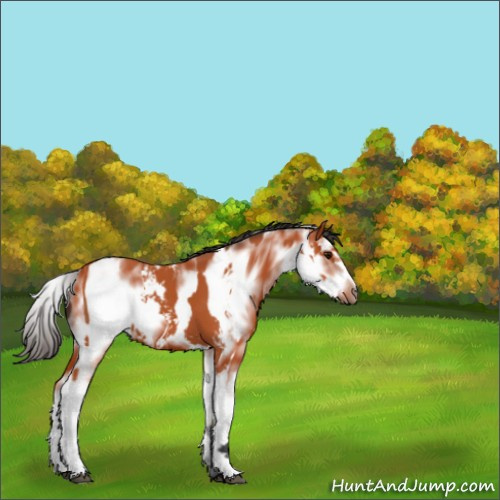 Horse Color:Bay Sabino  and Bay Sabino Frame 