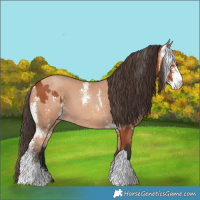 Horse Color:Bay Sabino and Amber Champagne Sabino