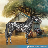 Horse Color:Brown Appaloosa 