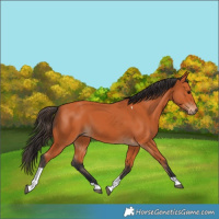 Horse Color:Bay Tobiano 