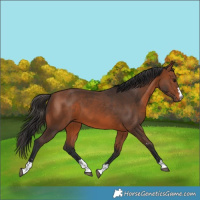 Horse Color:Bay 