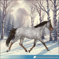 Horse Color:Liver Red Roan 