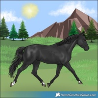 Horse Color:Black 