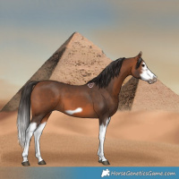 Horse Color:Bay Splash Frame 