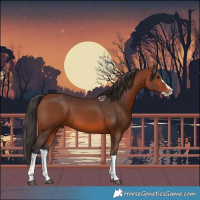 Horse Color:Bay Splash Frame 