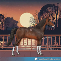 Horse Color:Bay Splash Frame 