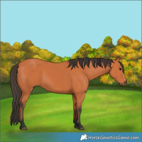 Horse Color:Bay 