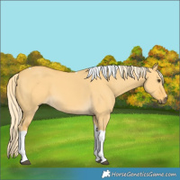 Horse Color:Palomino Dun Tobiano 