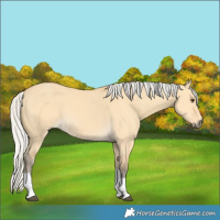 Horse Color:Silver Buckskin Dun Tobiano 