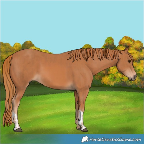 Horse Color:Chestnut  and Chestnut 