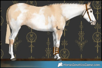 Horse Color:White Spotted Red Dun Rabicano  and White Spotted Red Dun Rabicano 