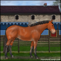 Horse Color:Bay 