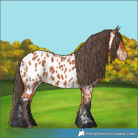 Horse Color:Bay Appaloosa