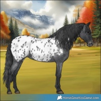 Horse Color:Blue Roan Appaloosa 