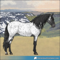 Horse Color:Blue Roan Near Leopard 