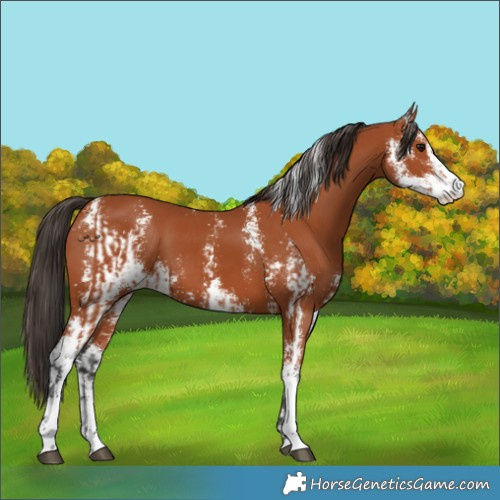 Horse Color:Bay Sabino  and Bay Sabino 